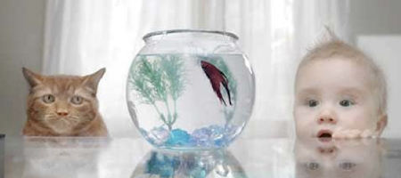 Transparencia para cualquier audiencia ...