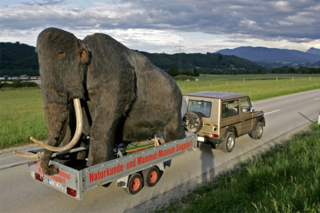 con el mamut de carga!
