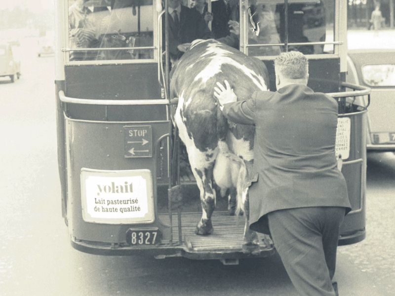 montar la vaca en el bus