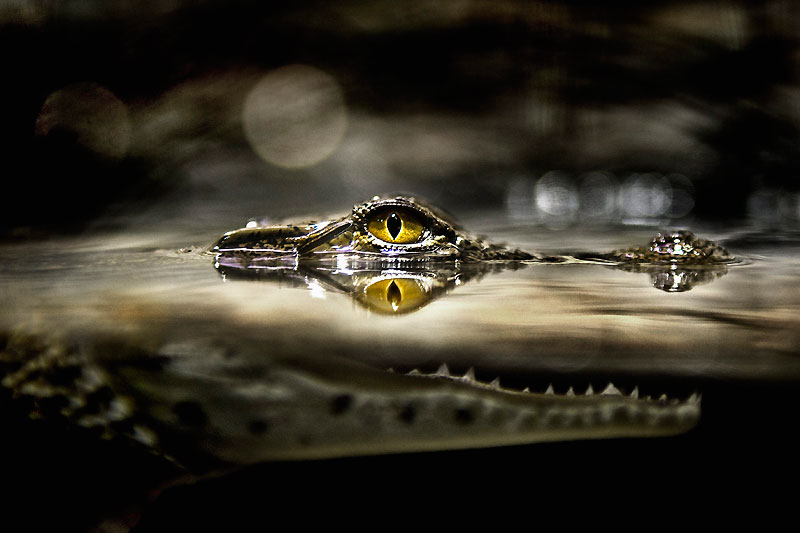 ¿Se supervisa el control efectivo de la calidad del&nbsp;agua?